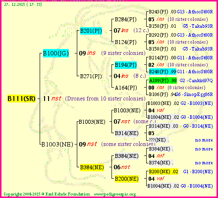 Pedigree of B111(SR) :
four generations presented
it's temporarily unavailable, sorry!