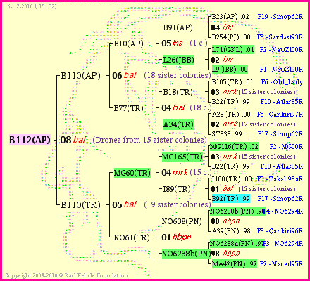 Pedigree of B112(AP) :
four generations presented