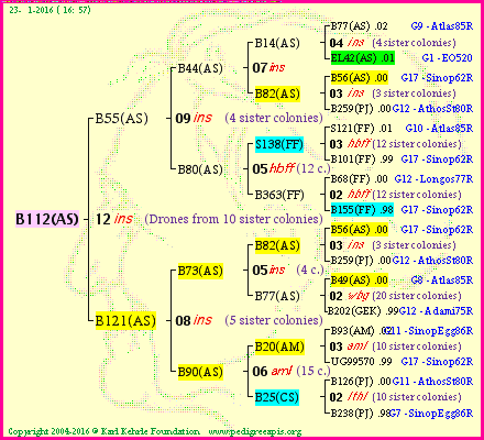 Pedigree of B112(AS) :
four generations presented