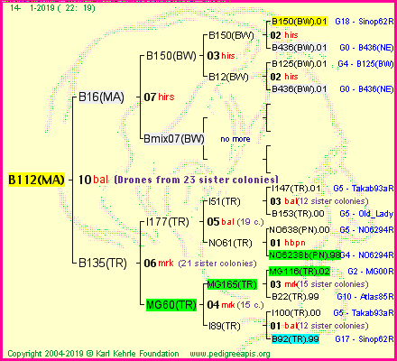 Pedigree of B112(MA) :
four generations presented<br />it's temporarily unavailable, sorry!