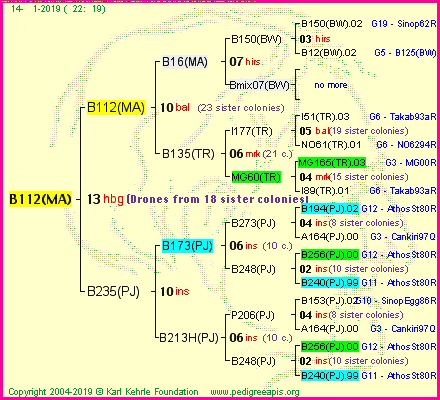 Pedigree of B112(MA) :
four generations presented<br />it's temporarily unavailable, sorry!