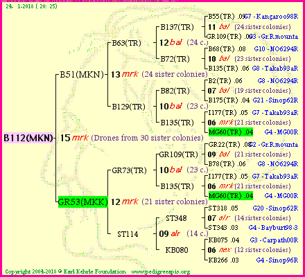 Pedigree of B112(MKN) :
four generations presented