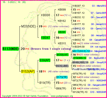 Pedigree of B112(NDE) :
four generations presented
it's temporarily unavailable, sorry!