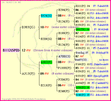 Pedigree of B112(SPD) :
four generations presented