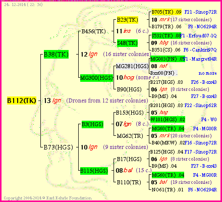 Pedigree of B112(TK) :
four generations presented