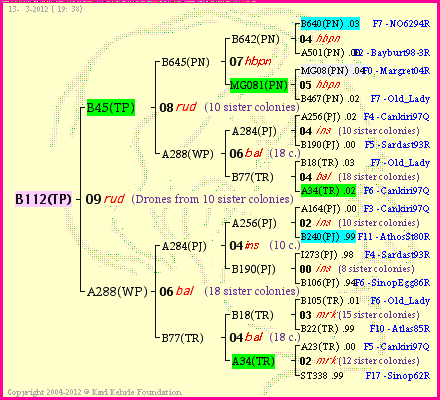 Pedigree of B112(TP) :
four generations presented