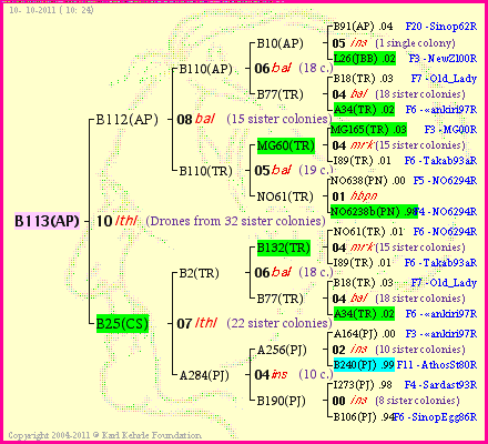 Pedigree of B113(AP) :
four generations presented