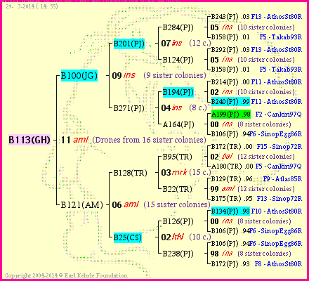 Pedigree of B113(GH) :
four generations presented