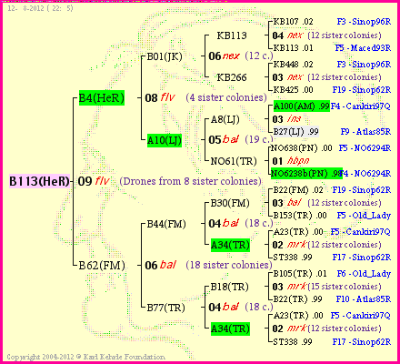 Pedigree of B113(HeR) :
four generations presented