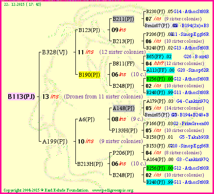 Pedigree of B113(PJ) :
four generations presented