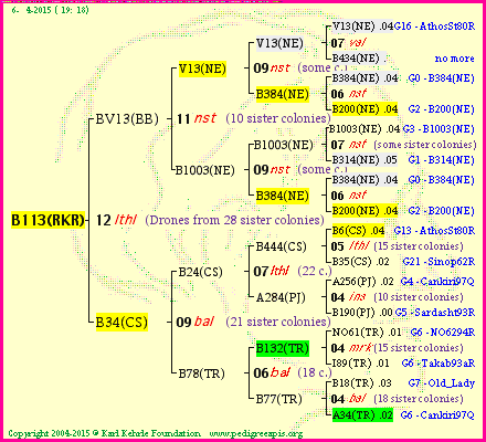 Pedigree of B113(RKR) :
four generations presented