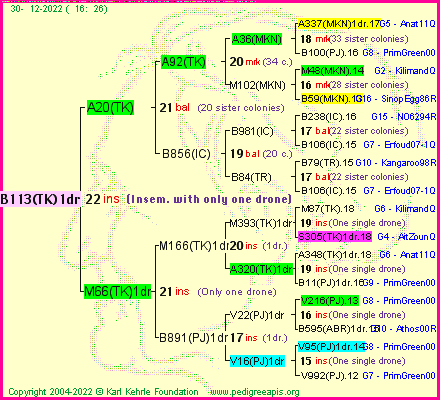 Pedigree of B113(TK)1dr :
four generations presented
it's temporarily unavailable, sorry!