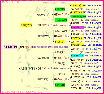 Pedigree of B113(TP) :
four generations presented