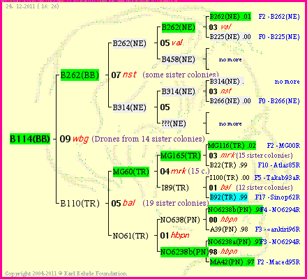 Pedigree of B114(BB) :
four generations presented