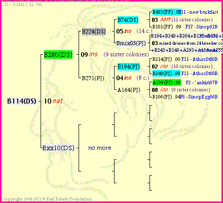 Pedigree of B114(DS) :
four generations presented