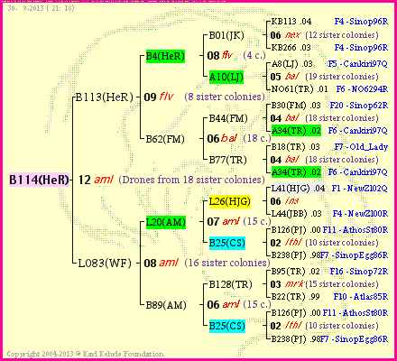 Pedigree of B114(HeR) :
four generations presented