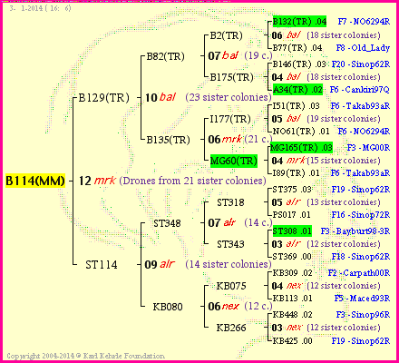 Pedigree of B114(MM) :
four generations presented