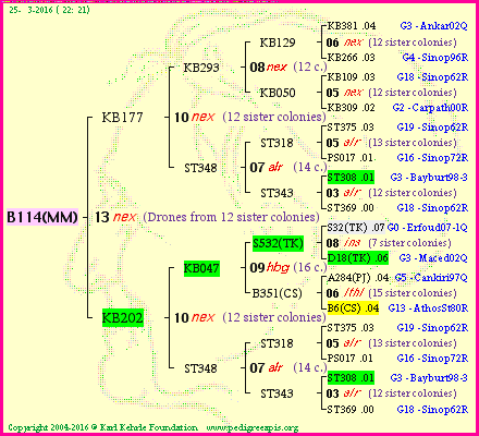 Pedigree of B114(MM) :
four generations presented