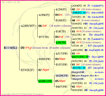 Pedigree of B114(SL) :
four generations presented