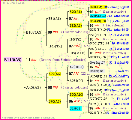 Pedigree of B115(AS) :
four generations presented