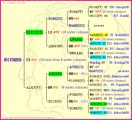 Pedigree of B115(DS) :
four generations presented