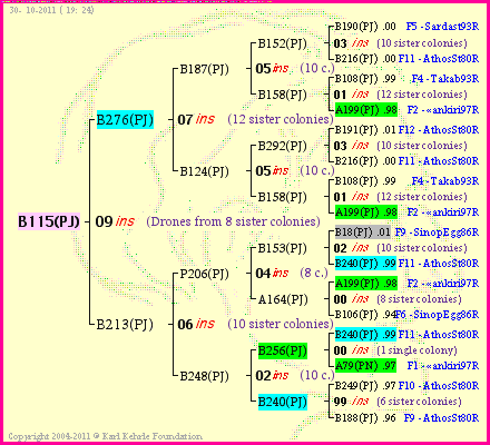 Pedigree of B115(PJ) :
four generations presented