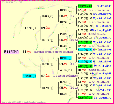 Pedigree of B115(PJ) :
four generations presented