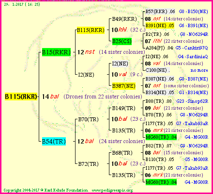 Pedigree of B115(RKR) :
four generations presented