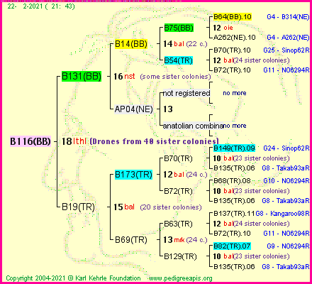 Pedigree of B116(BB) :
four generations presented
it's temporarily unavailable, sorry!