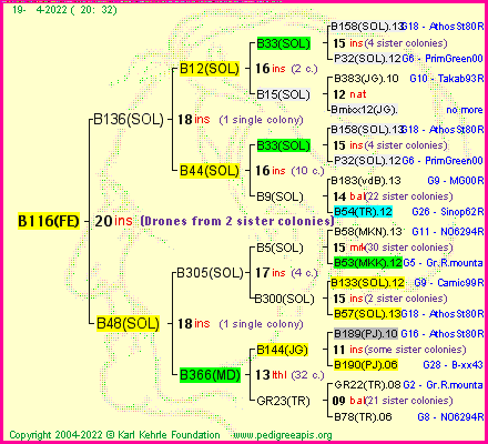 Pedigree of B116(FE) :
four generations presented
it's temporarily unavailable, sorry!