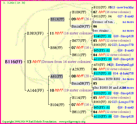 Pedigree of B116(FF) :
four generations presented