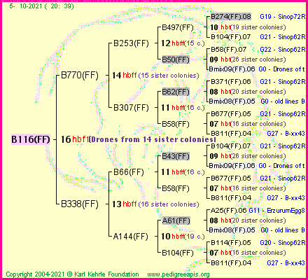 Pedigree of B116(FF) :
four generations presented
it's temporarily unavailable, sorry!