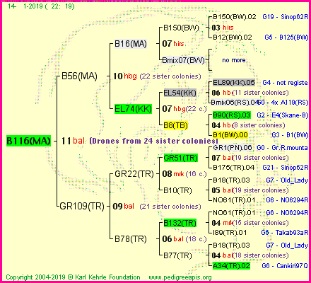 Pedigree of B116(MA) :
four generations presented<br />it's temporarily unavailable, sorry!