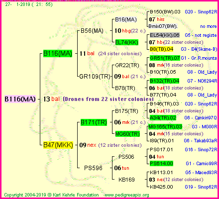 Pedigree of B116(MA) :
four generations presented<br />it's temporarily unavailable, sorry!