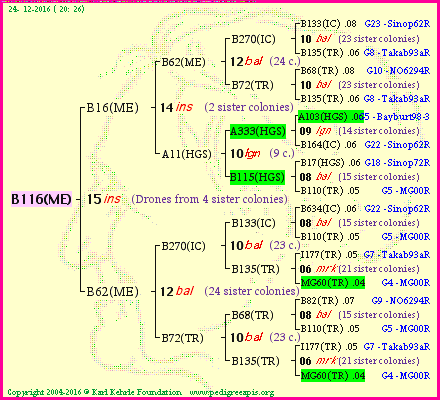 Pedigree of B116(ME) :
four generations presented