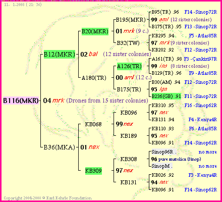 Pedigree of B116(MKR) :
four generations presented