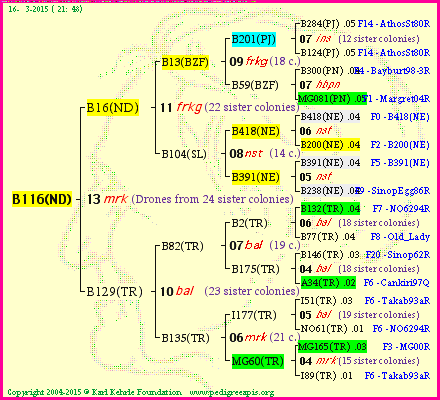 Pedigree of B116(ND) :
four generations presented