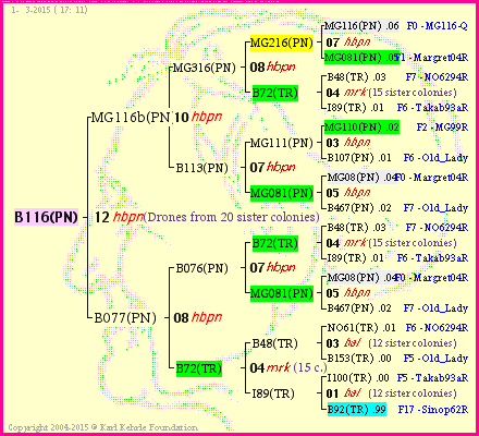 Pedigree of B116(PN) :
four generations presented