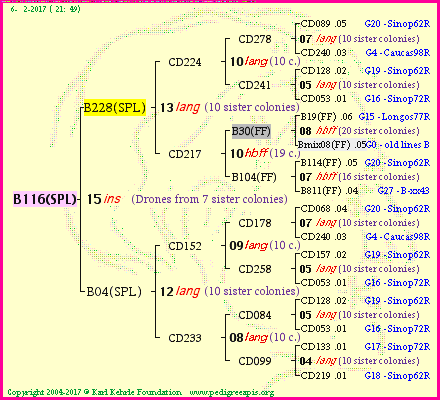 Pedigree of B116(SPL) :
four generations presented