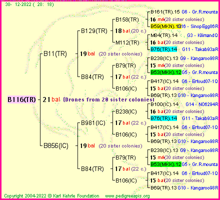 Pedigree of B116(TR) :
four generations presented
it's temporarily unavailable, sorry!