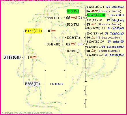 Pedigree of B117(GH) :
four generations presented