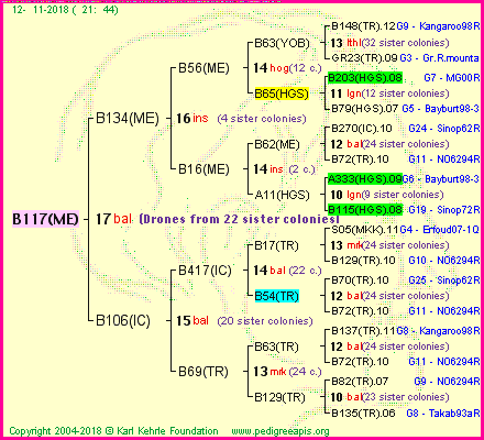 Pedigree of B117(ME) :
four generations presented<br />it's temporarily unavailable, sorry!