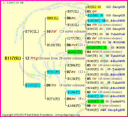 Pedigree of B117(SL) :
four generations presented