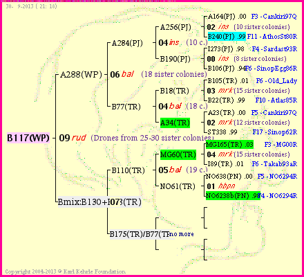 Pedigree of B117(WP) :
four generations presented