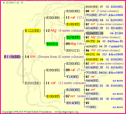 Pedigree of B118(BB) :
four generations presented