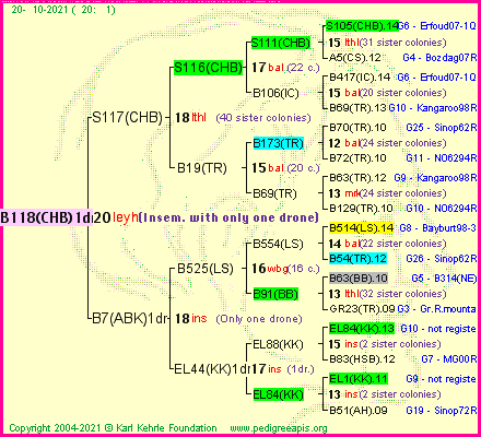 Pedigree of B118(CHB)1dr :
four generations presented
it's temporarily unavailable, sorry!
