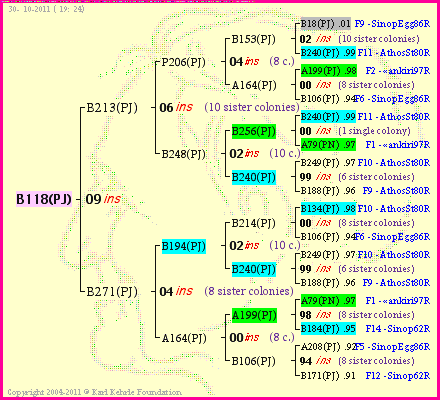 Pedigree of B118(PJ) :
four generations presented