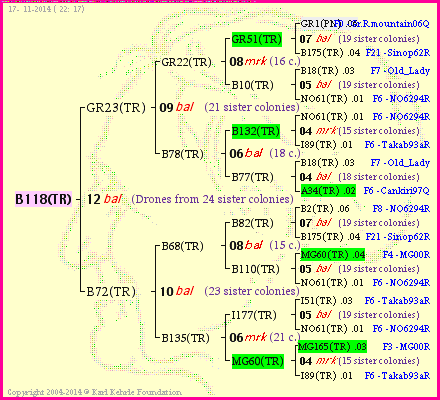 Pedigree of B118(TR) :
four generations presented