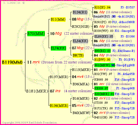 Pedigree of B119(MM) :
four generations presented