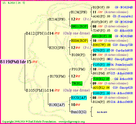 Pedigree of B119(PM)1dr :
four generations presented